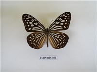 藏品(旖斑蝶)的圖片